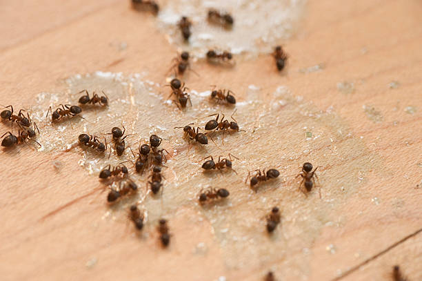 Best Emergency Pest Control  in La Conner, WA