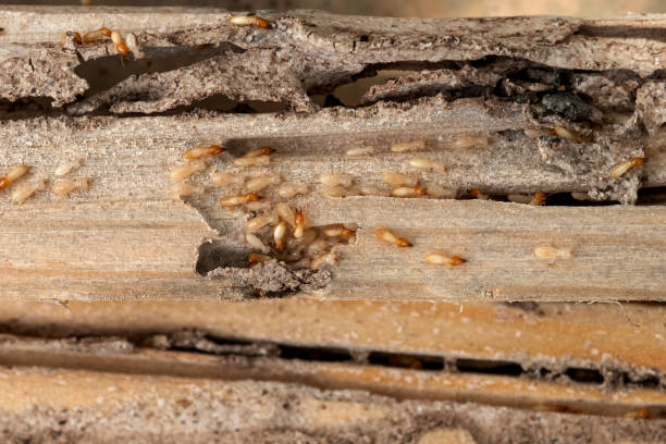 Best Pest Inspection Near Me  in La Conner, WA
